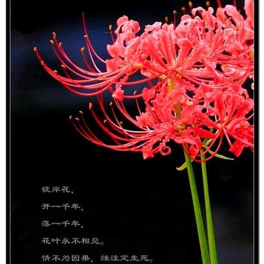 @＆彼岸花开