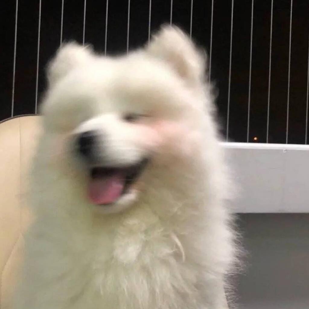 小羊/