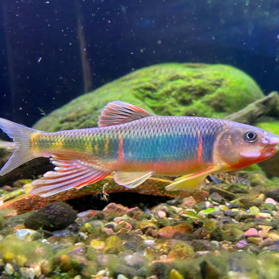 樱        木