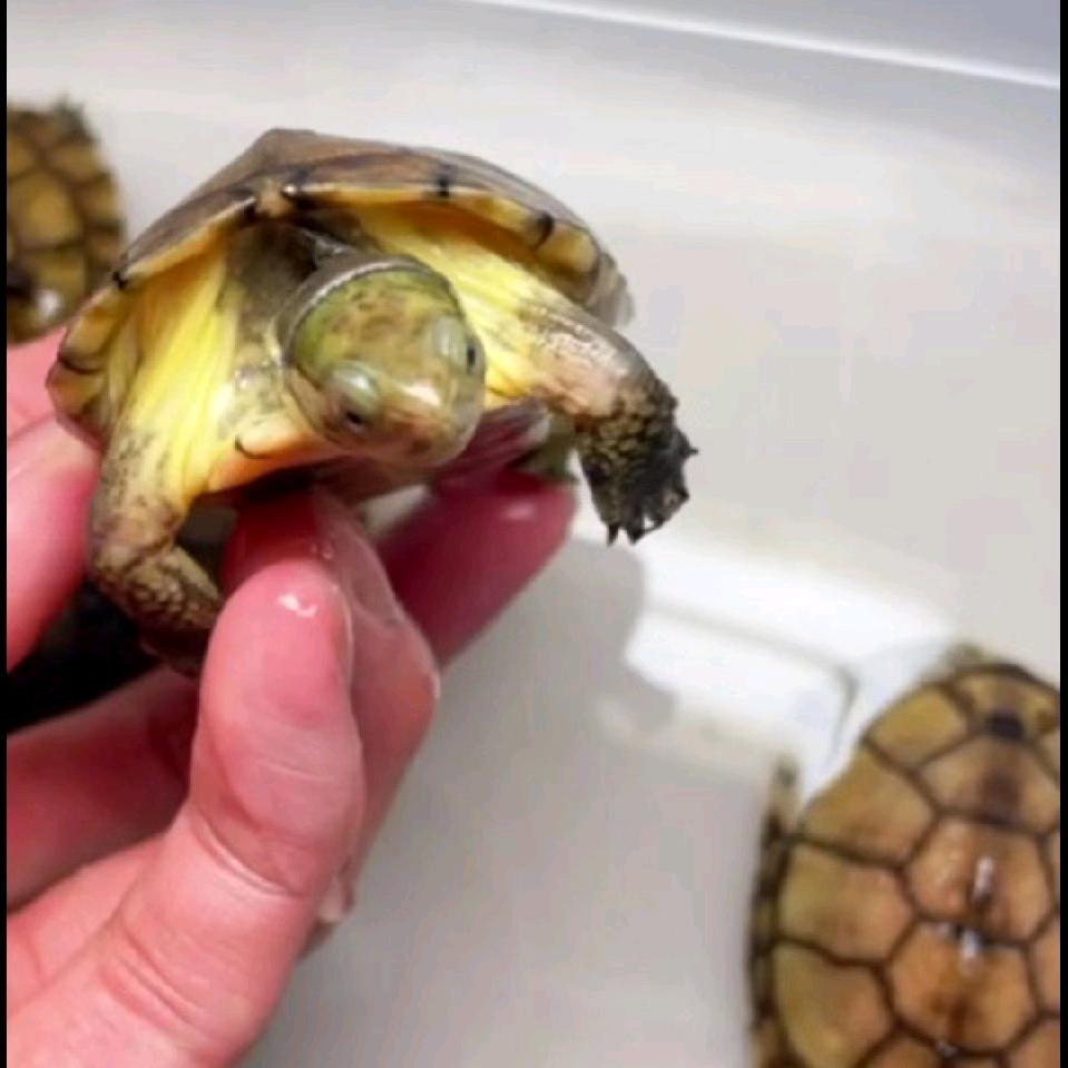 虎哥花妹龟鳖养殖