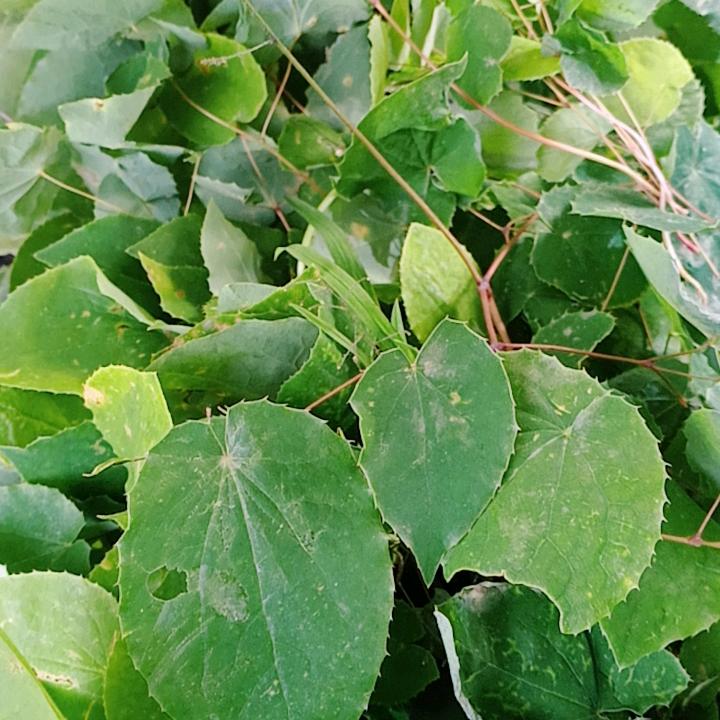 漳县殪虎桥农副特产