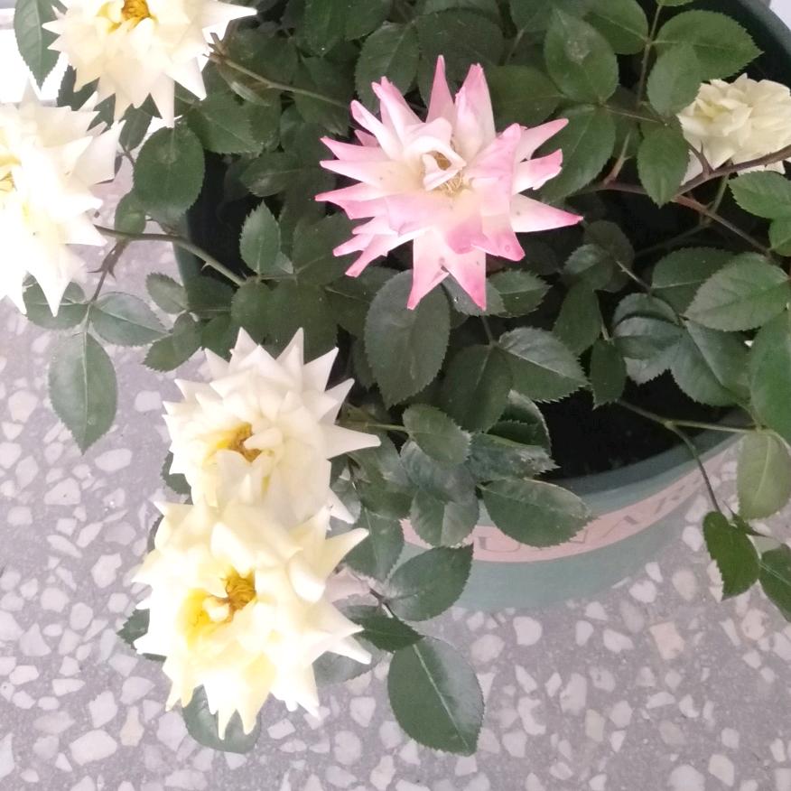 映日荷花