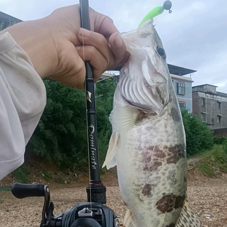 爱钓鱼的小趴蔡