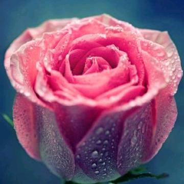 老魏🌷🌷🌷🌷🌷🌷🌷🌷🌷