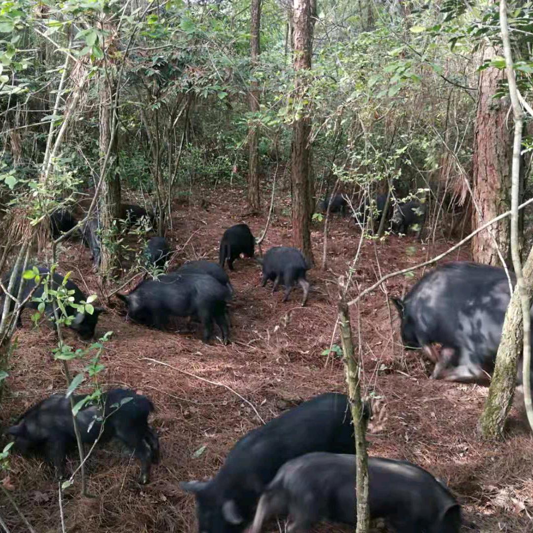 养猪人.飞哥