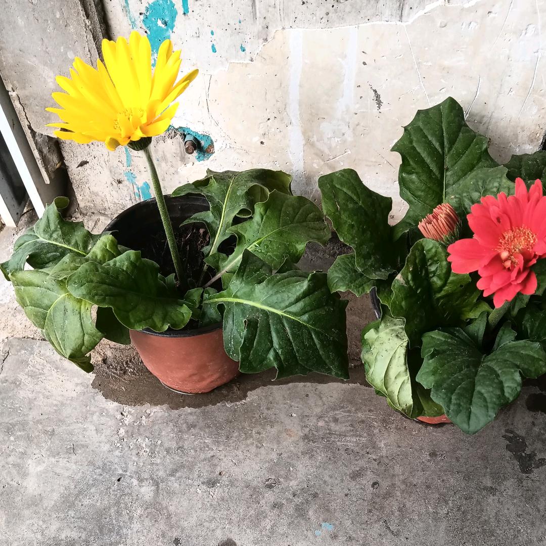 平静