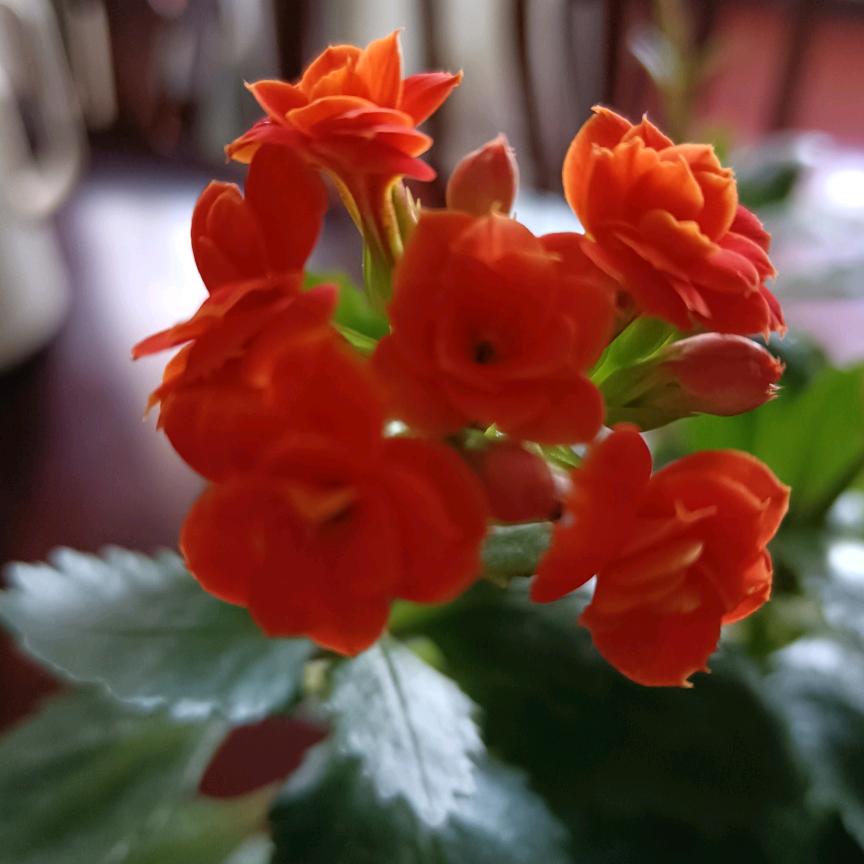 绿茶红茶长满山