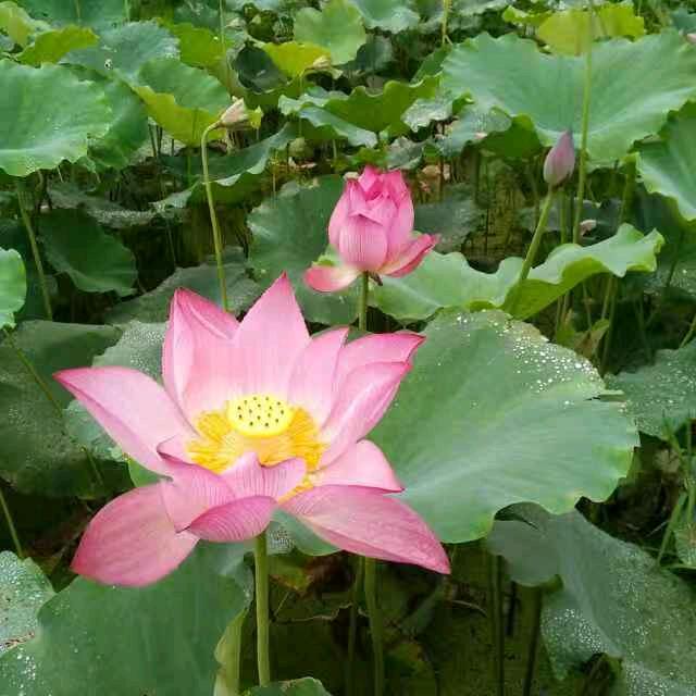 缪芳