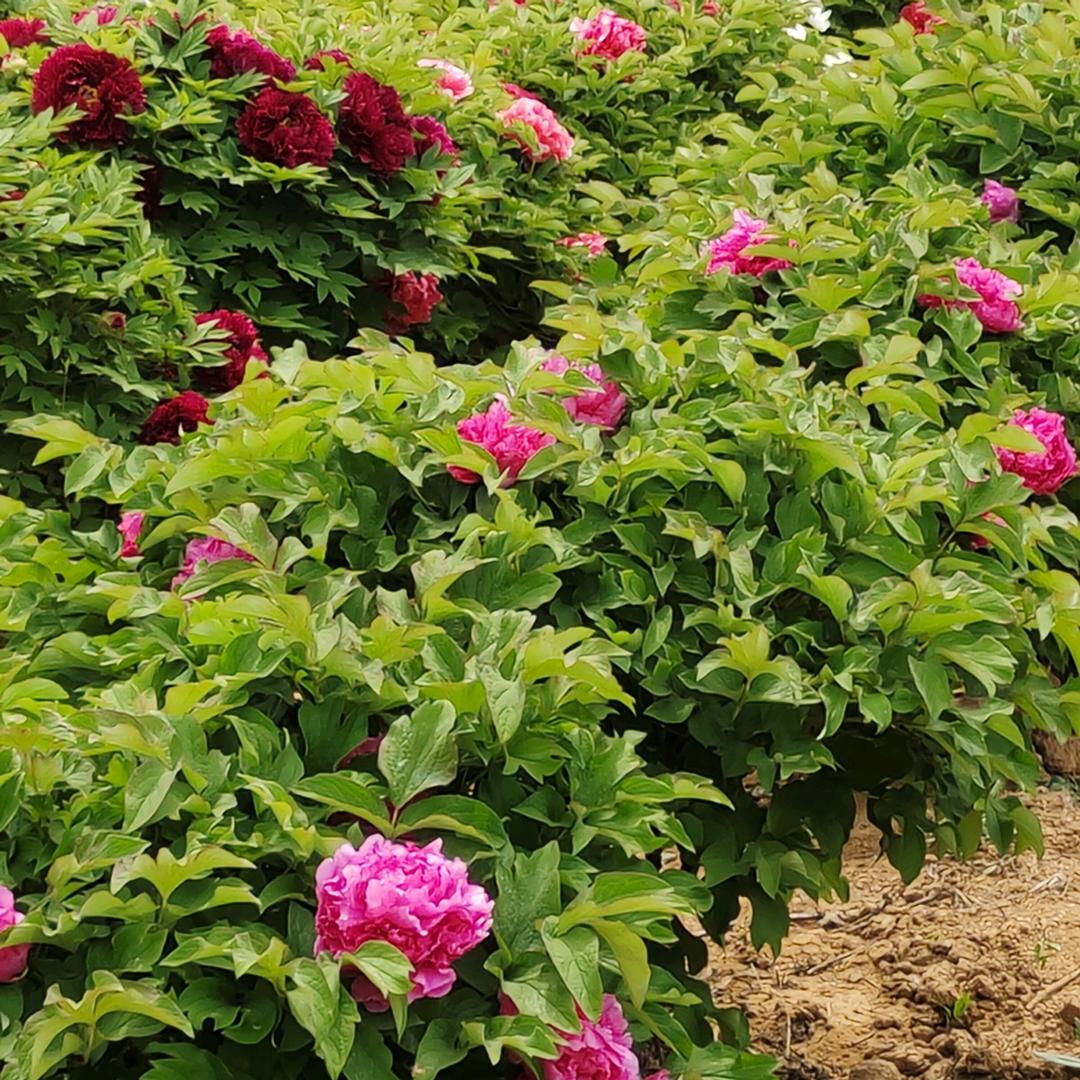 得莱斯移动板房