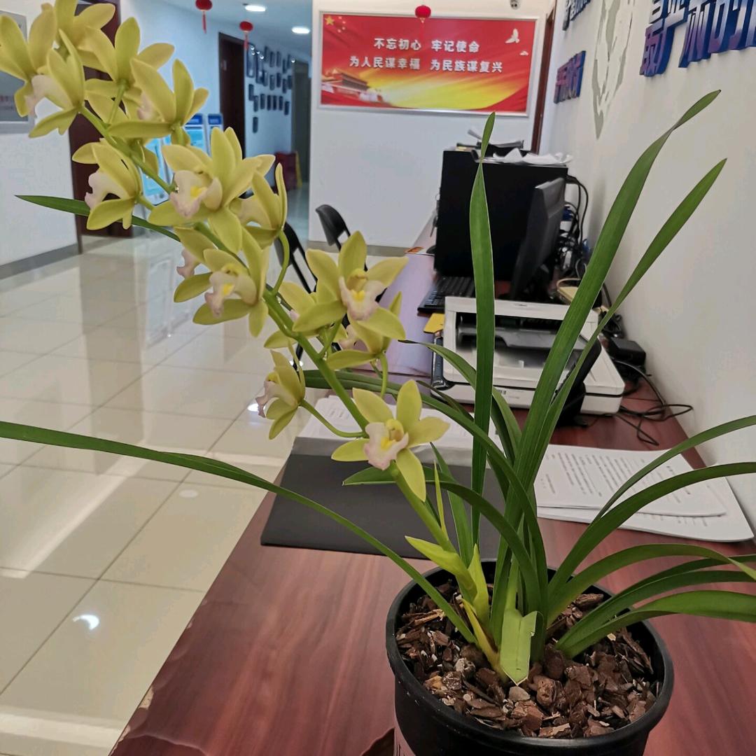 芳芳