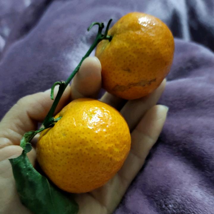 寒梅花开