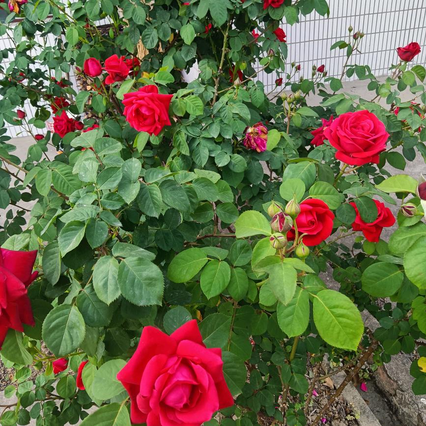 口袋驾校郭教练