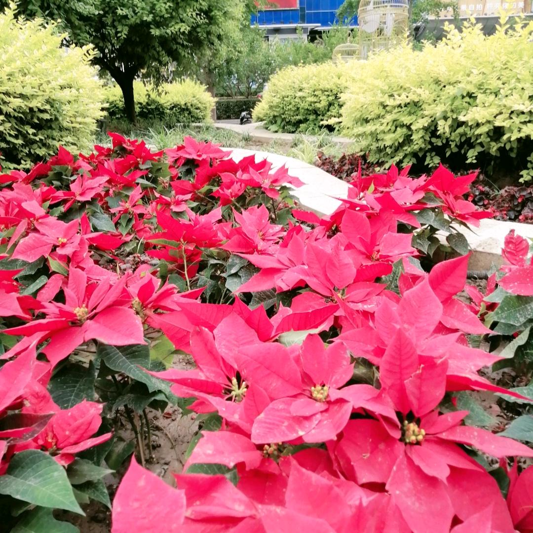 小树苗儿推（飞江按摩）