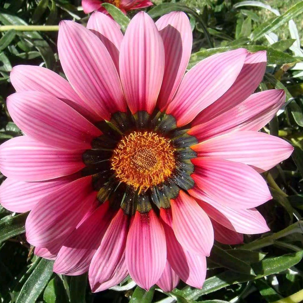 春天的花