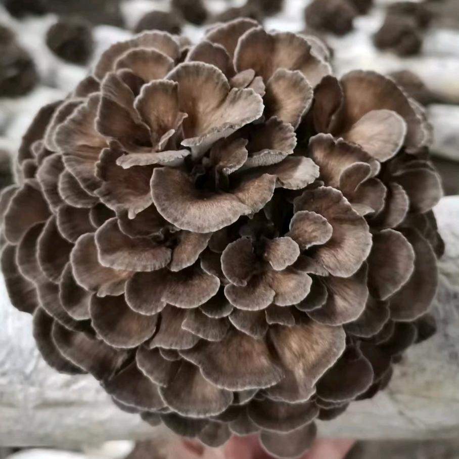 一道菌菇