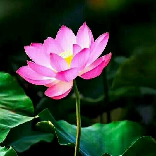 三门峡新概念书法