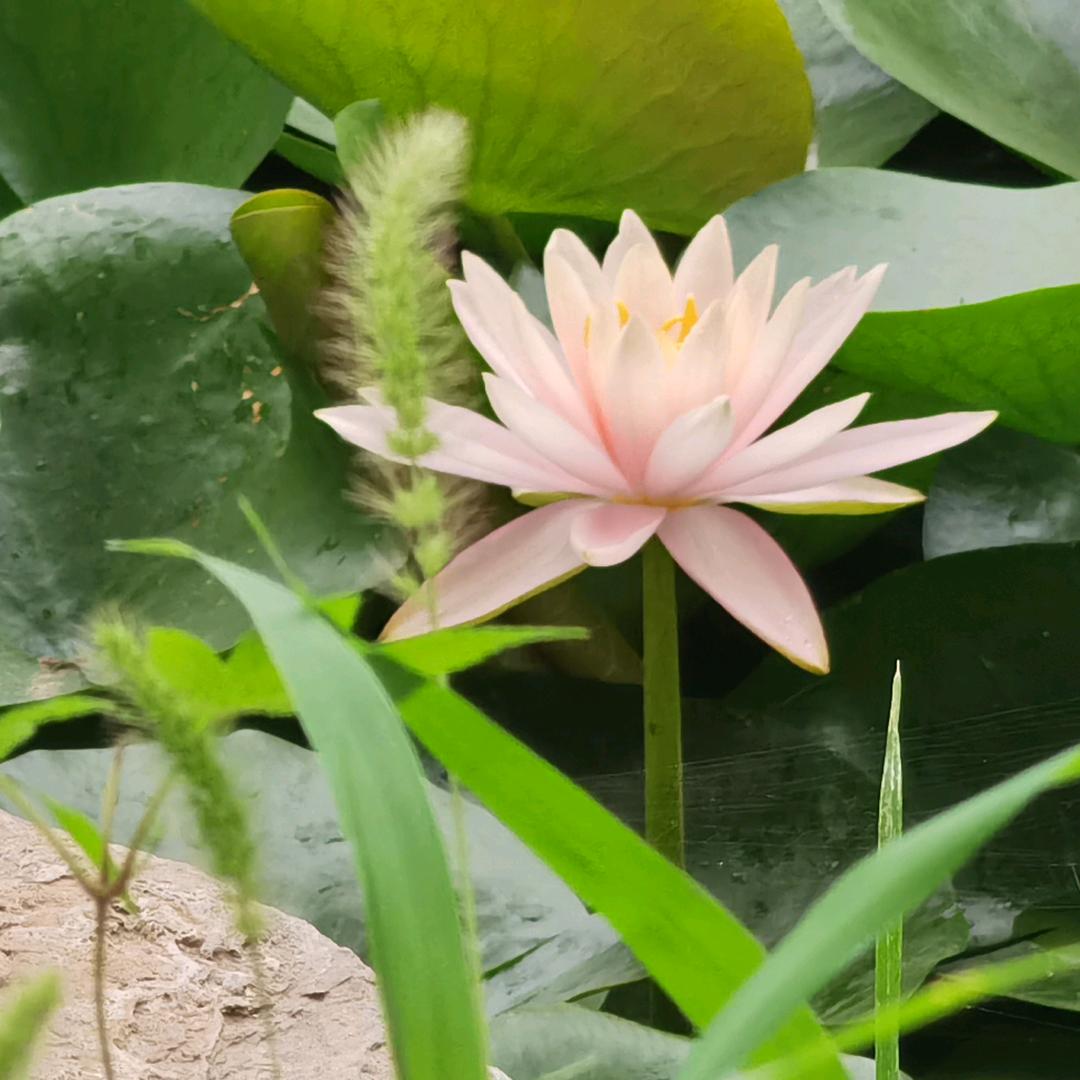 毛毛