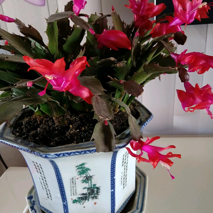 用户2791025508647，荷花