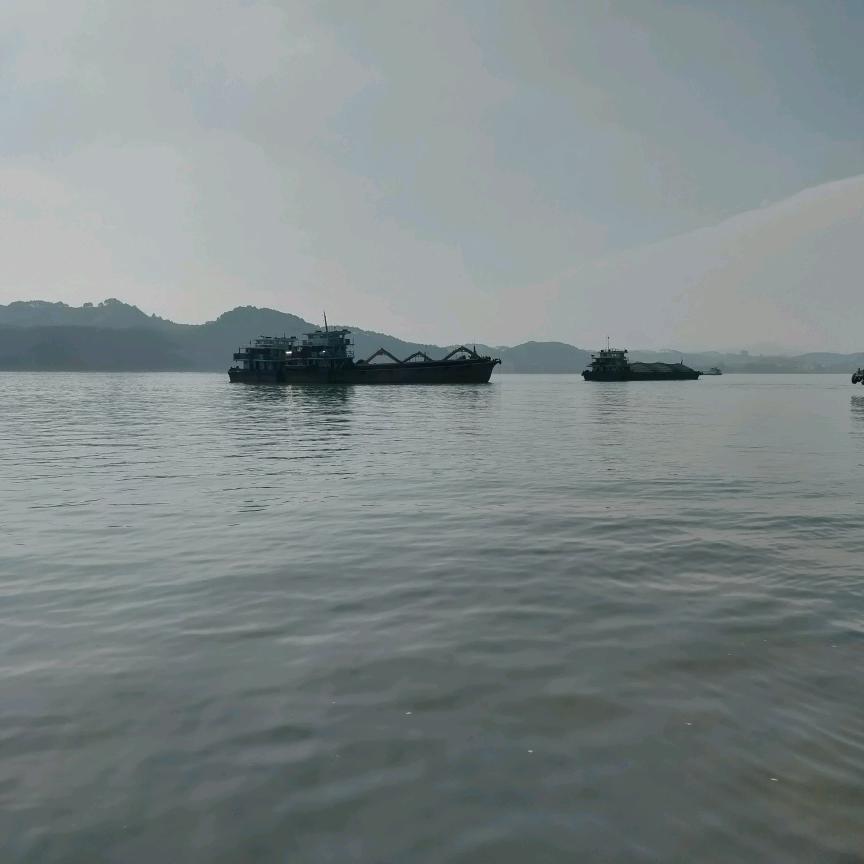 梨子5012