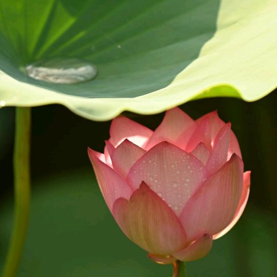 忍者₍˄·͈༝·͈˄*₎◞ ̑̑