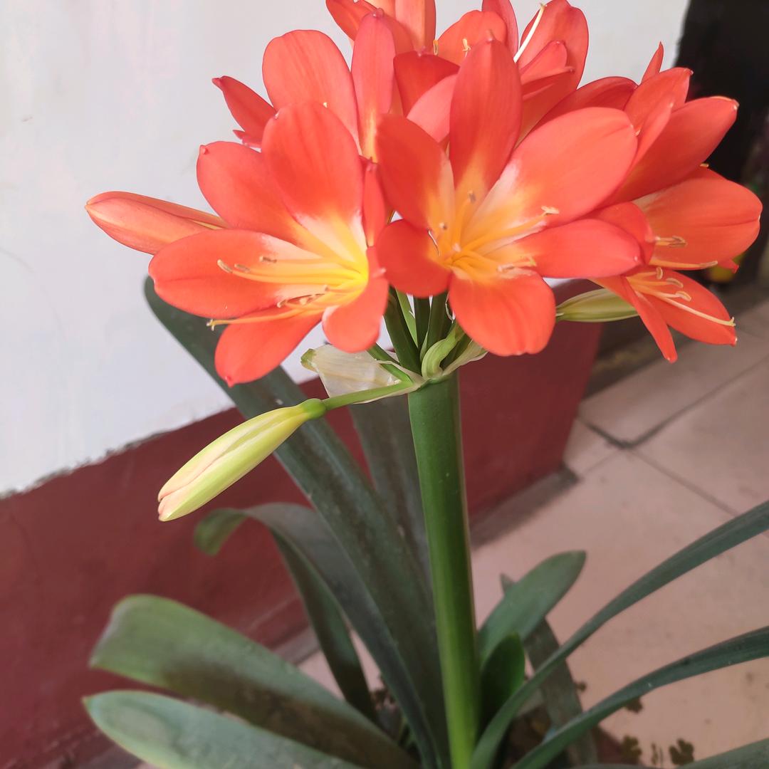 老派朝南
