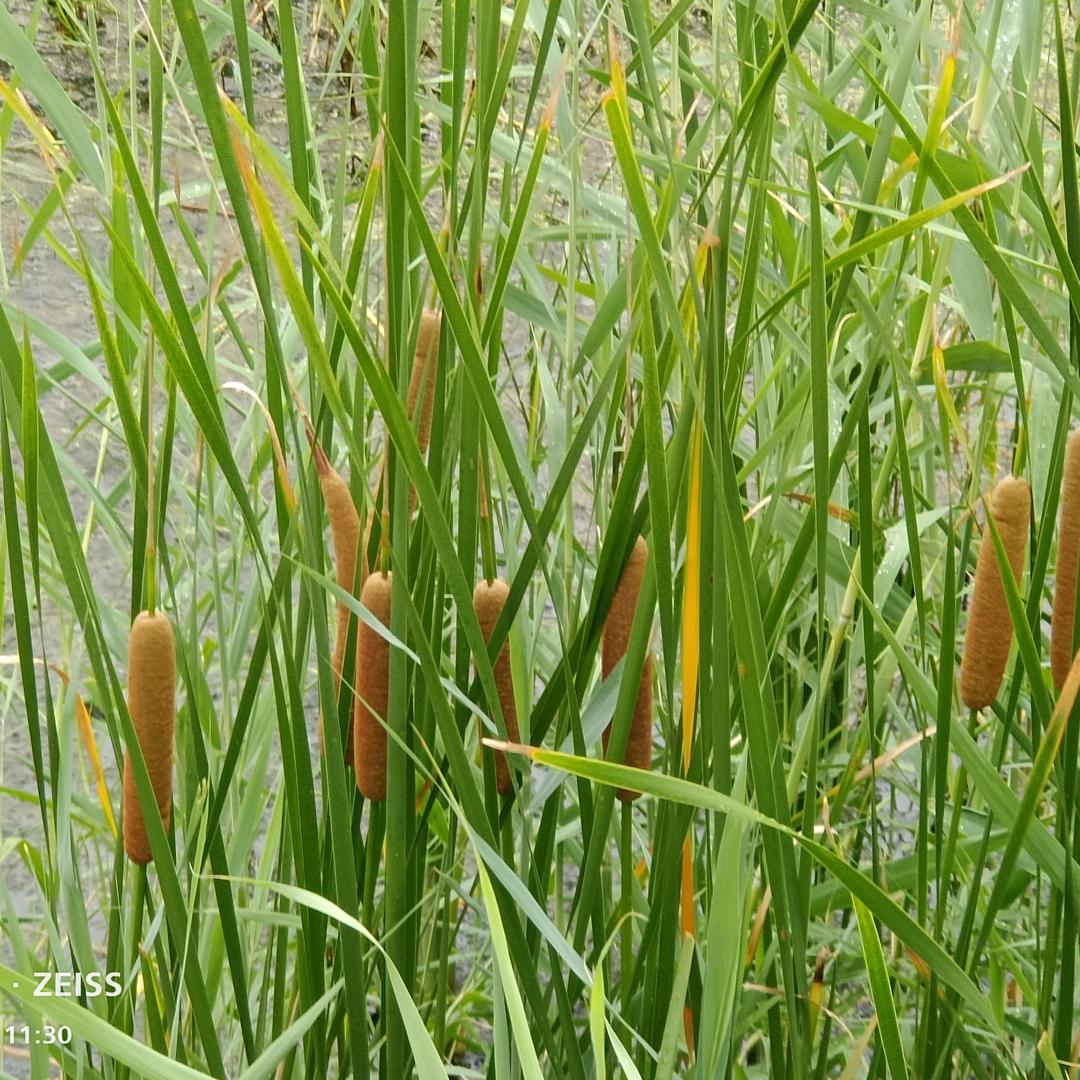 哒啦哒啦滴（努力求职版）