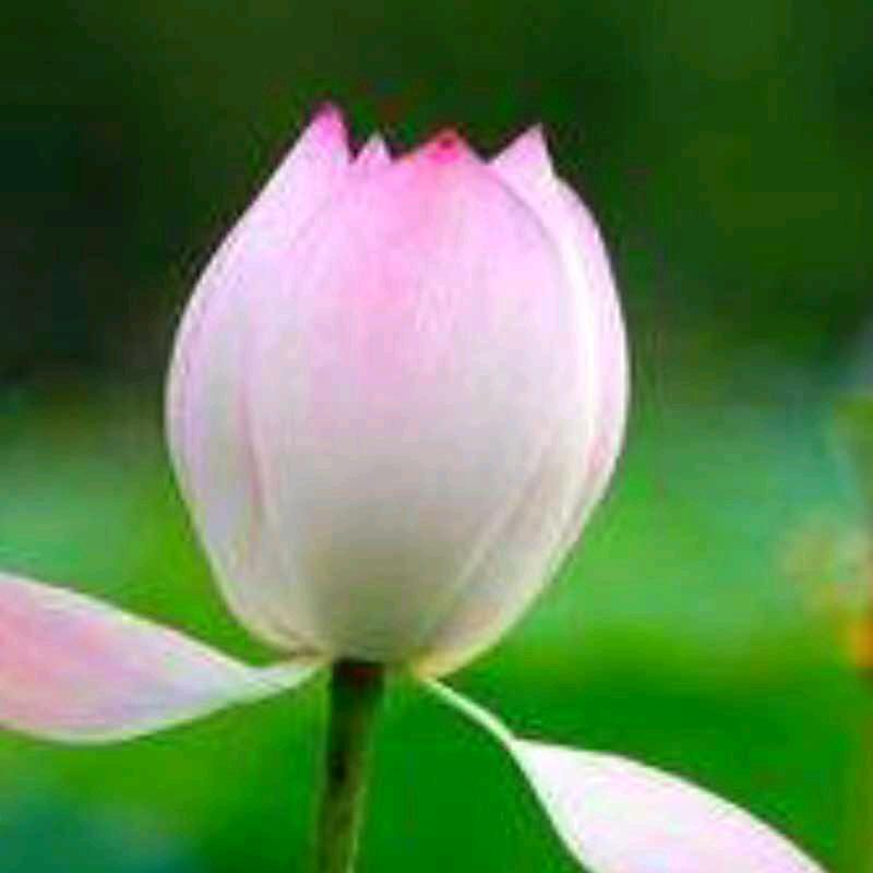 心安🌹🌹