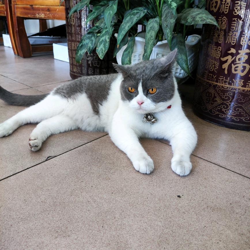 小六子