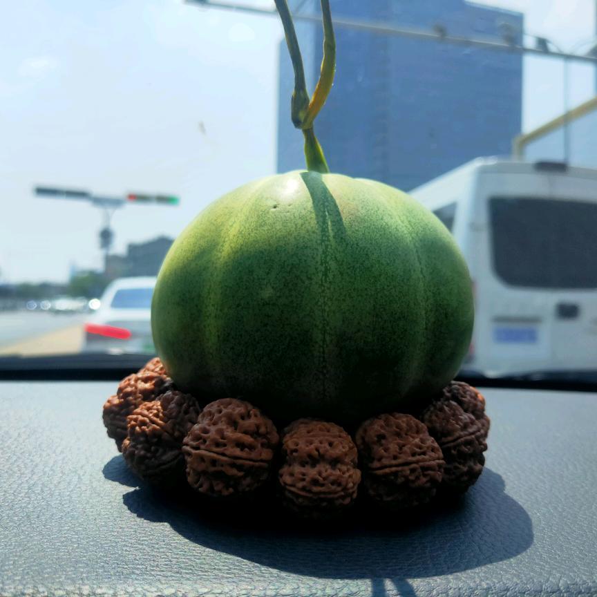 毛毛虫