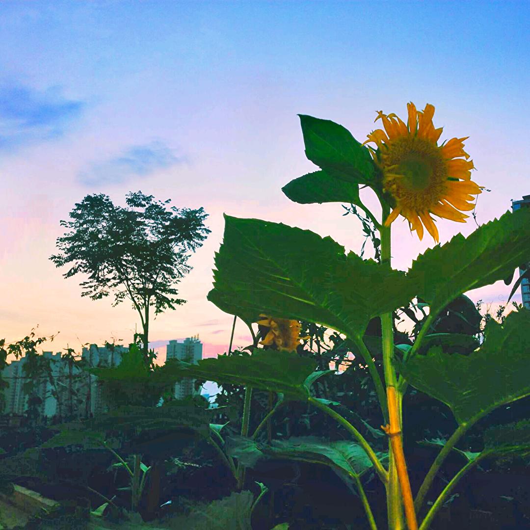 花拆