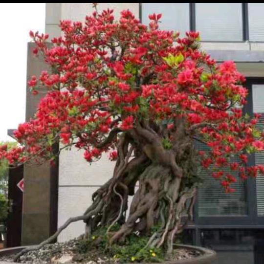 阿庆老鸦柿盆栽