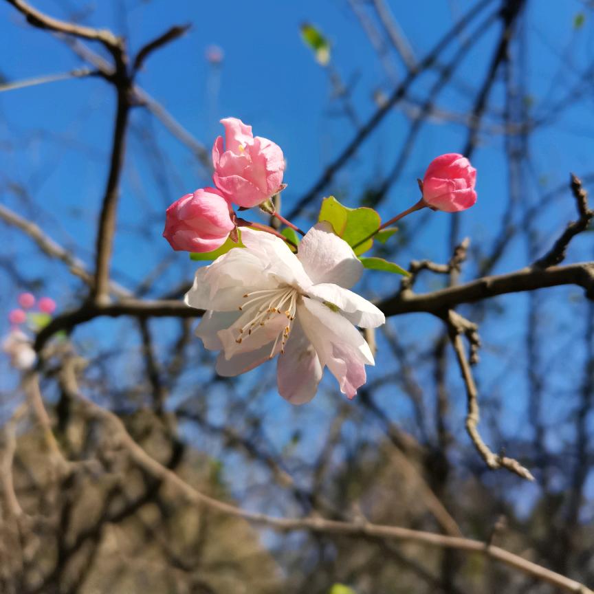 俊
