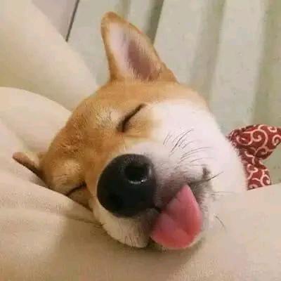 小呆呆瓜🍉