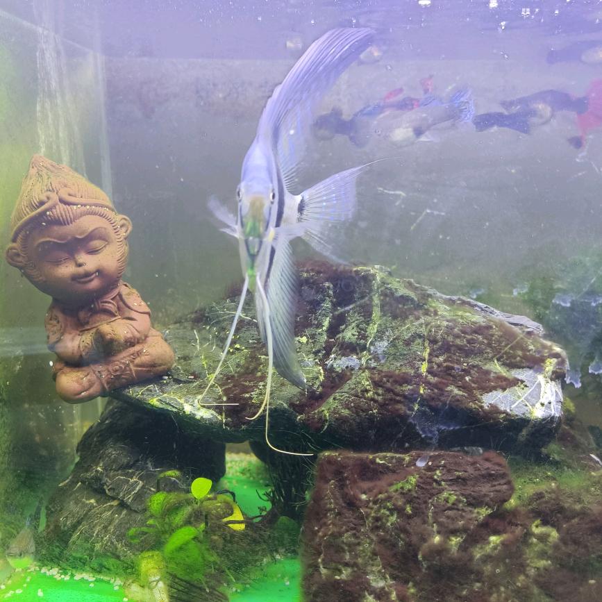 沉默的羔羊（贝）