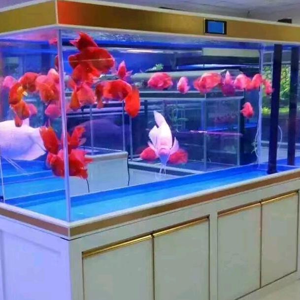 水族小土炮