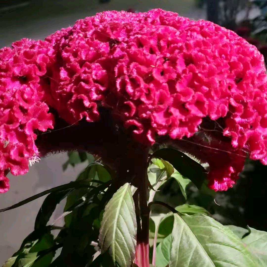 笑口常开