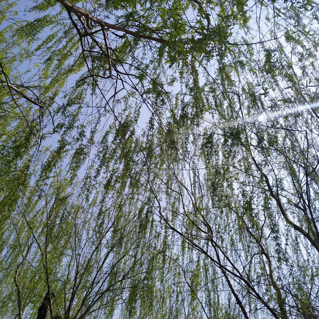 Zss头像