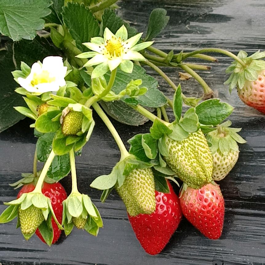 小袁草莓园官方号