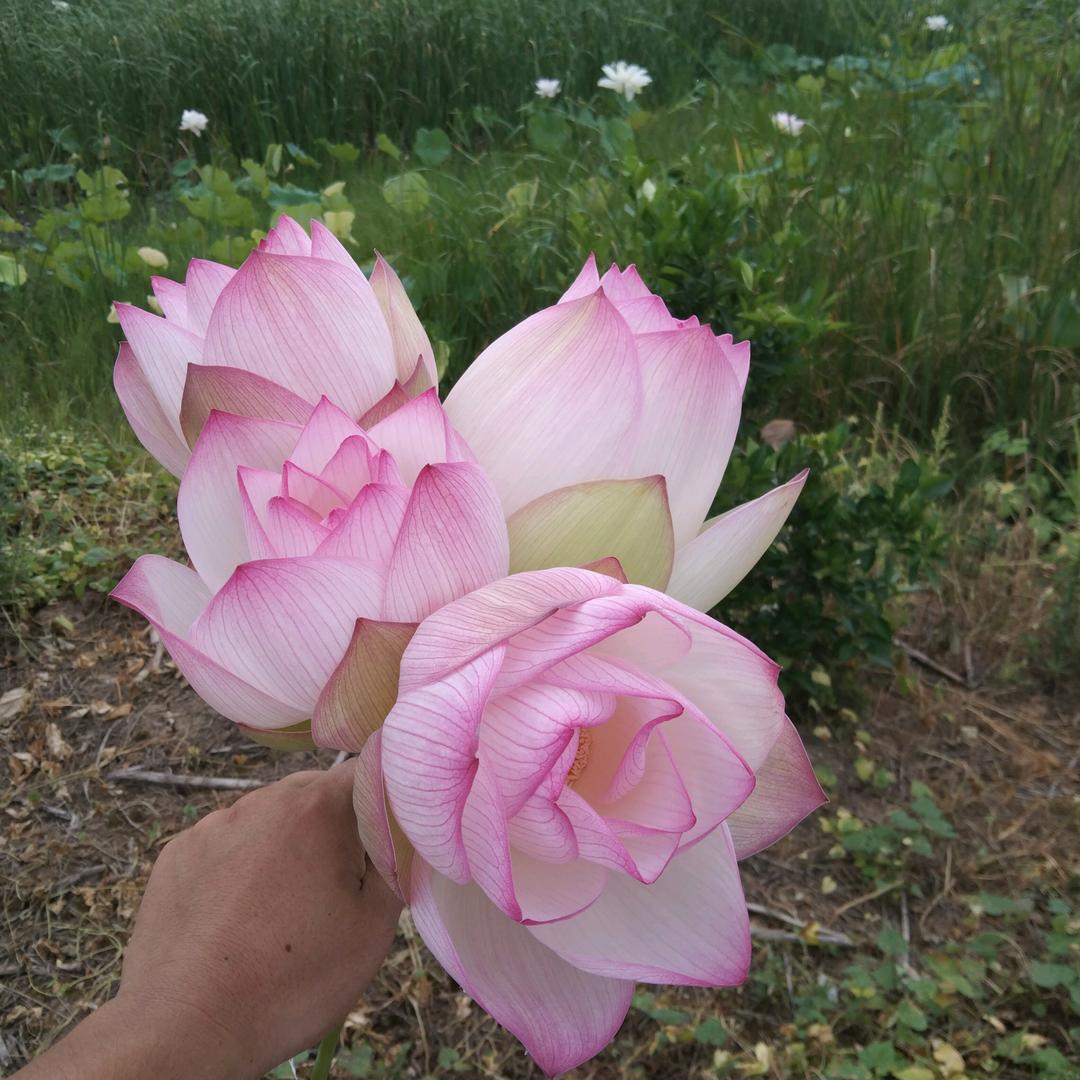 阳阳滴快乐生活