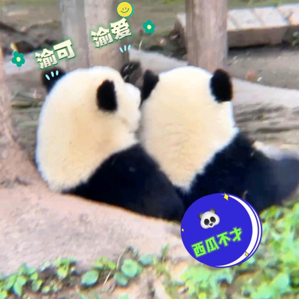 西瓜不才