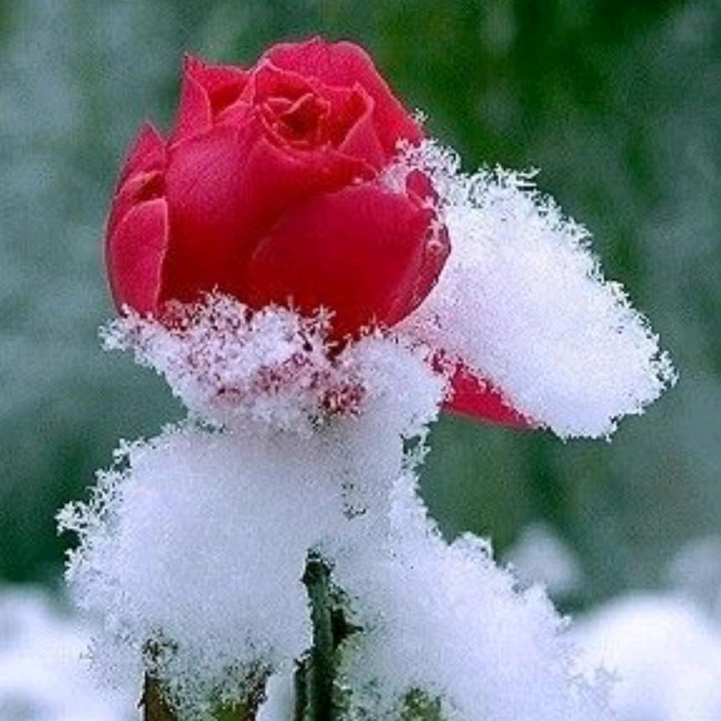 和气生财💐幸福到家🌺