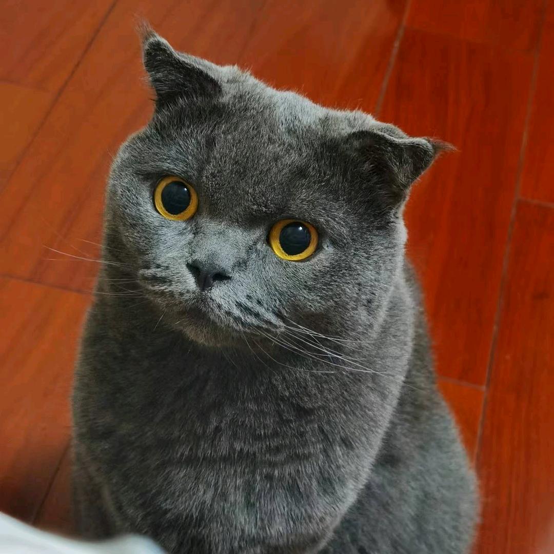 👑   、 铁锅炖小鹅