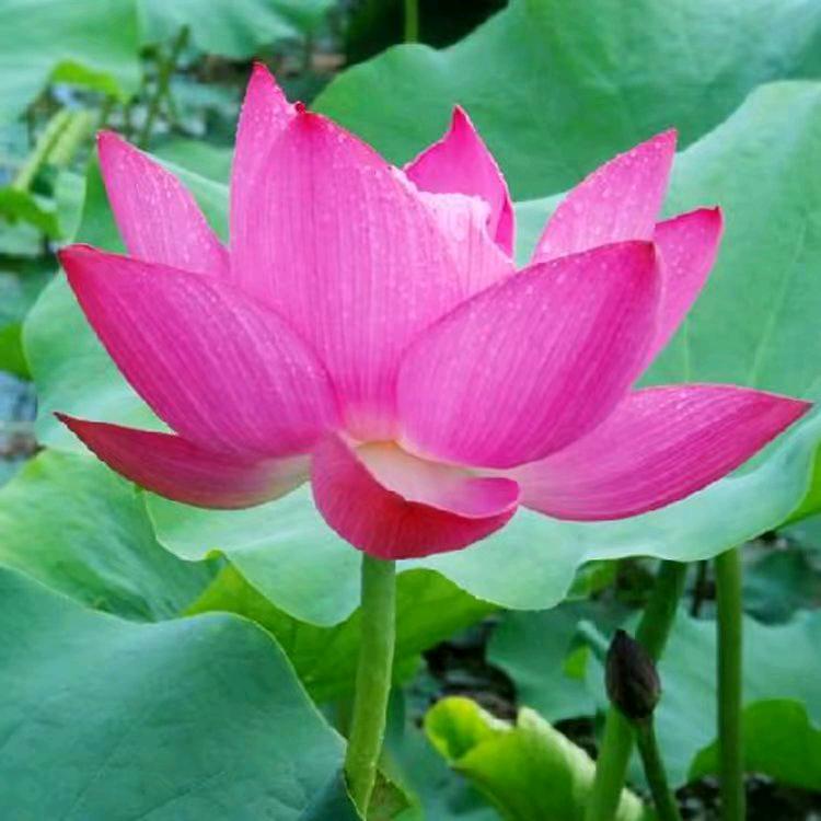 莲花