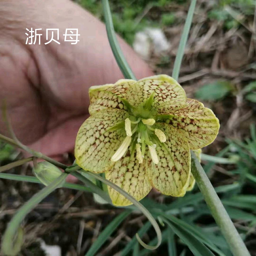 一草一木