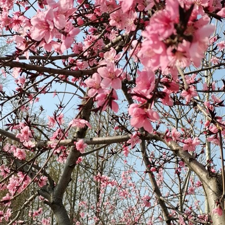 抖，还是不抖啊