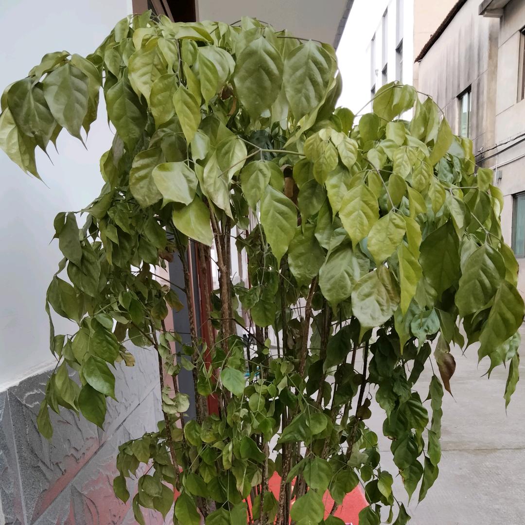 吉