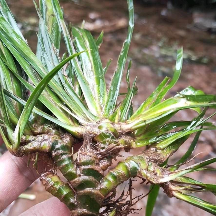 石菖蒲大型种植基地