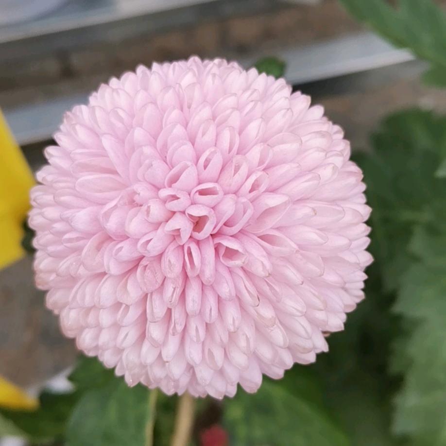 か微笑是我的保护色