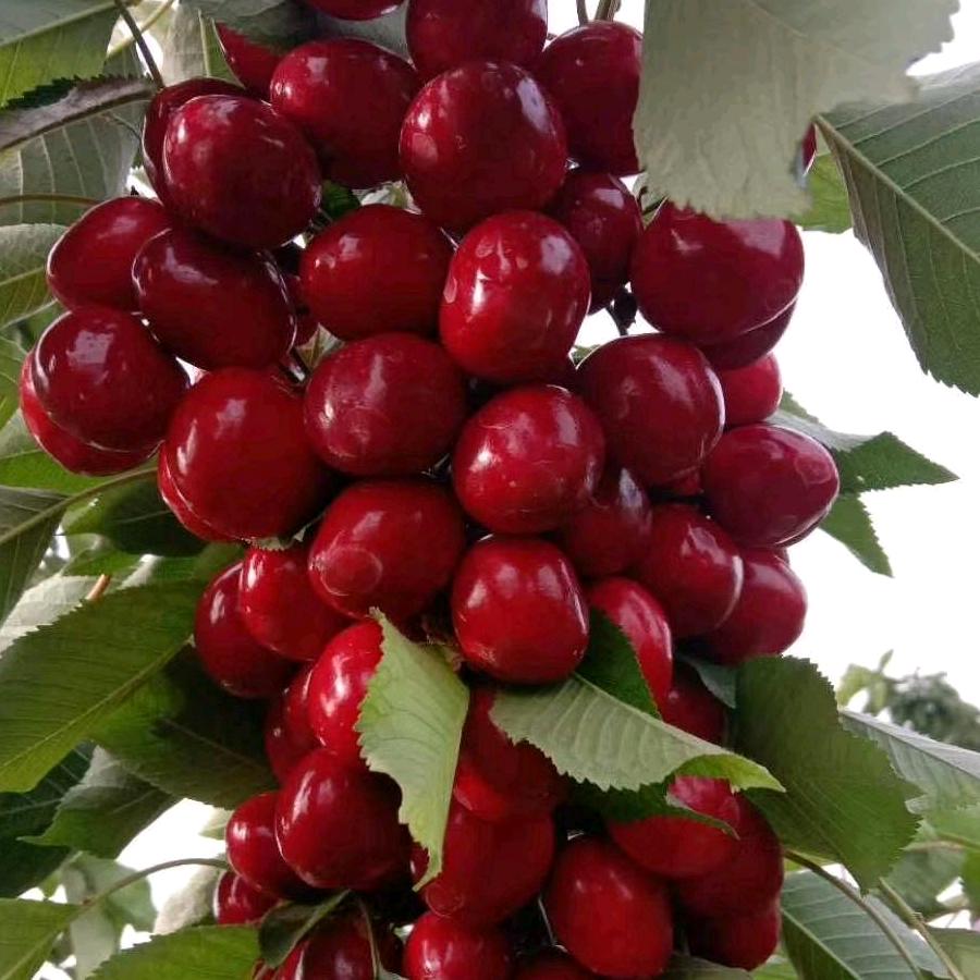 小小樱桃大大果