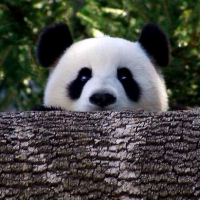 哪壶不开提哪胡